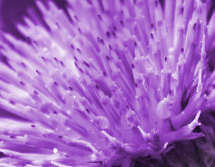 Gros plan sur une fleur violette avec des gouttes d&aposeau scintillantes sur ses petales.