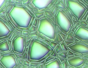 Abstract close-up of textured green bubbles with a shiny, iridescent surface.