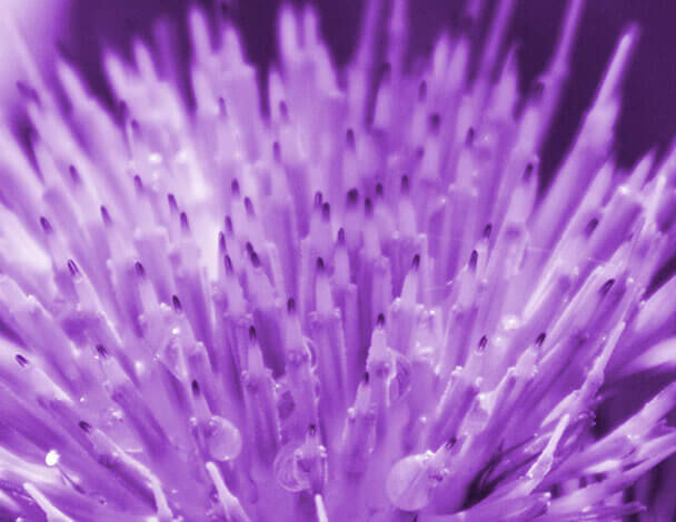 Close-up of a flower's stamen, featuring numerous delicate purple filaments with droplets of water.