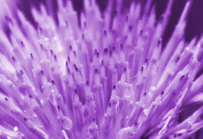 Close-up of a spiky purple flower center, featuring fine, needle-like structures with droplets of water.