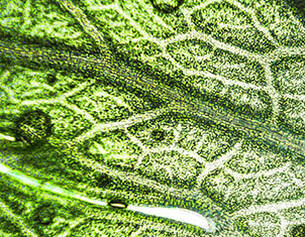 Gros plan sur une feuille avec des textures vertes et des gouttes d&aposeau, mettant en evidence la richesse des details naturels.