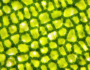 Close-up of green plant cells, showcasing a honeycomb-like structure and vibrant chlorophyll-filled vacuoles.