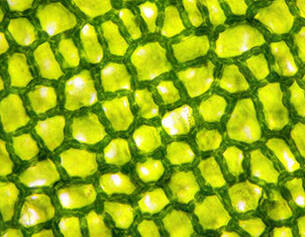 Close-up of green plant cells, showcasing a honeycomb-like structure and vibrant chlorophyll-filled vacuoles.