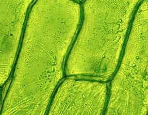 Microscopic view of green plant cells, showcasing their intricate structure and cellular arrangement.