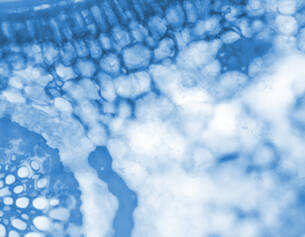 Details microscopiques de cellules en bleu, illustrant la structure complexe et organique d'un objet biologique.