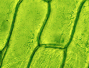 Close-up view of green plant cells under a microscope, showcasing their textured surfaces and structures.